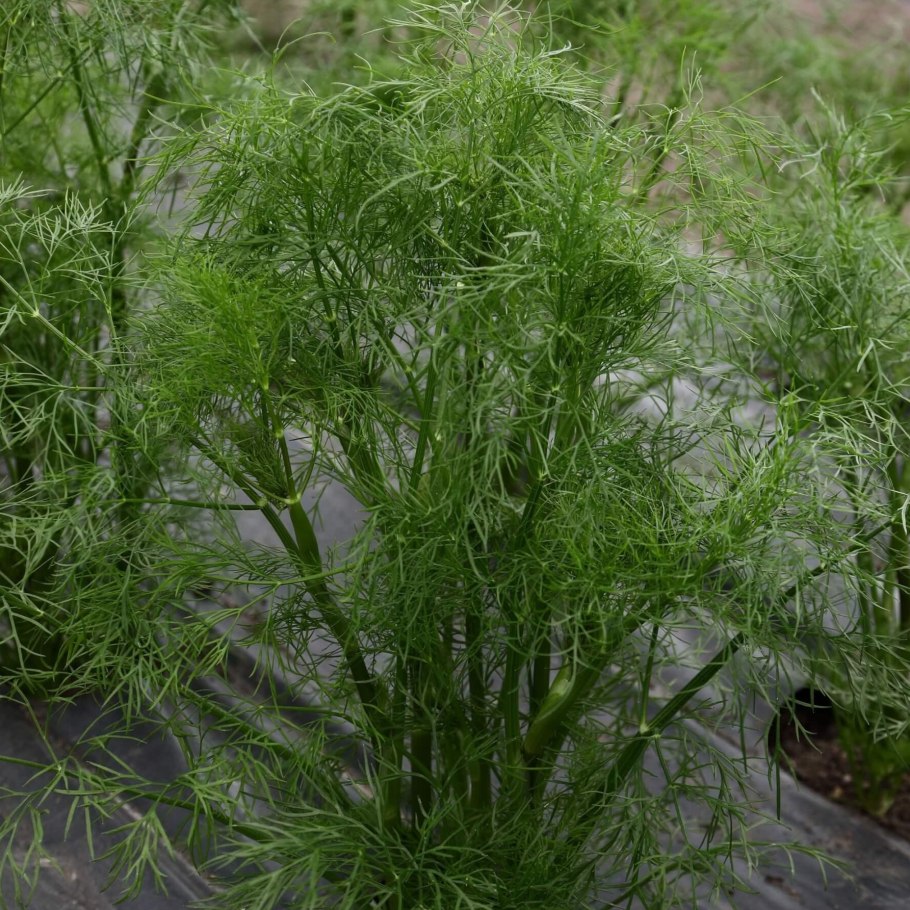 Укроп большой