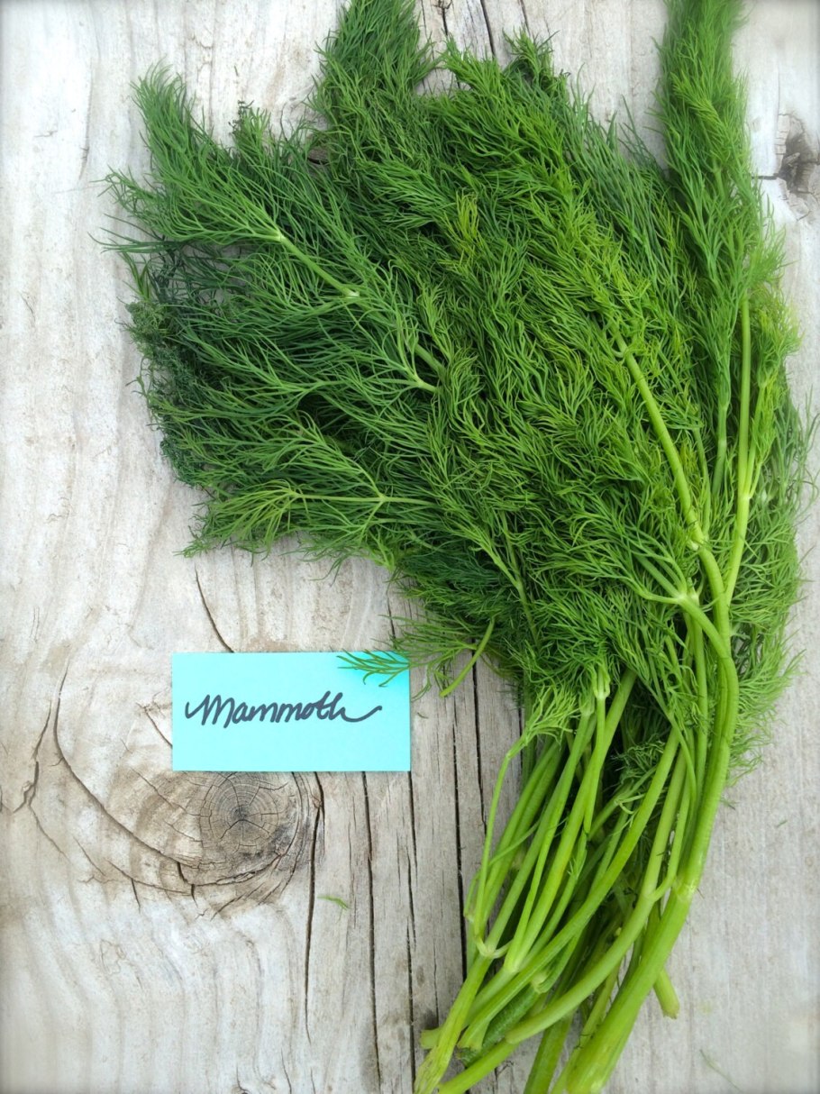 Укроп Геркулес