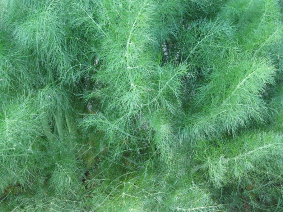 Enza Zaden семена укропа