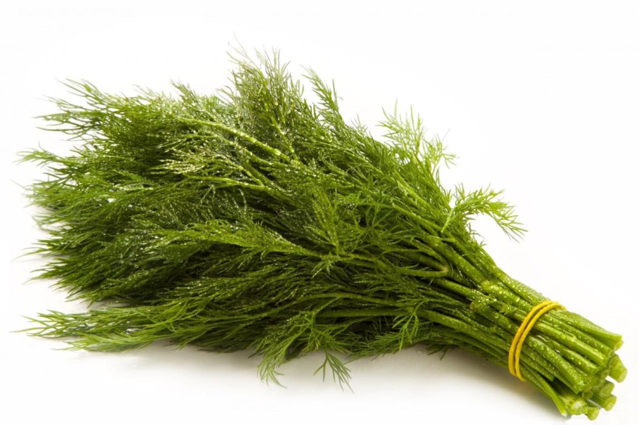 Семена укроп "Аллигатор", 3г