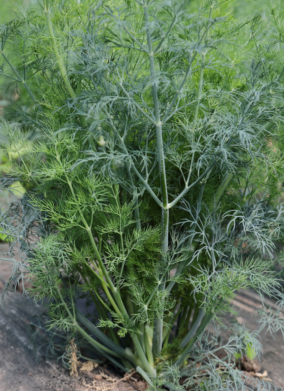 Укроп Гринсливз