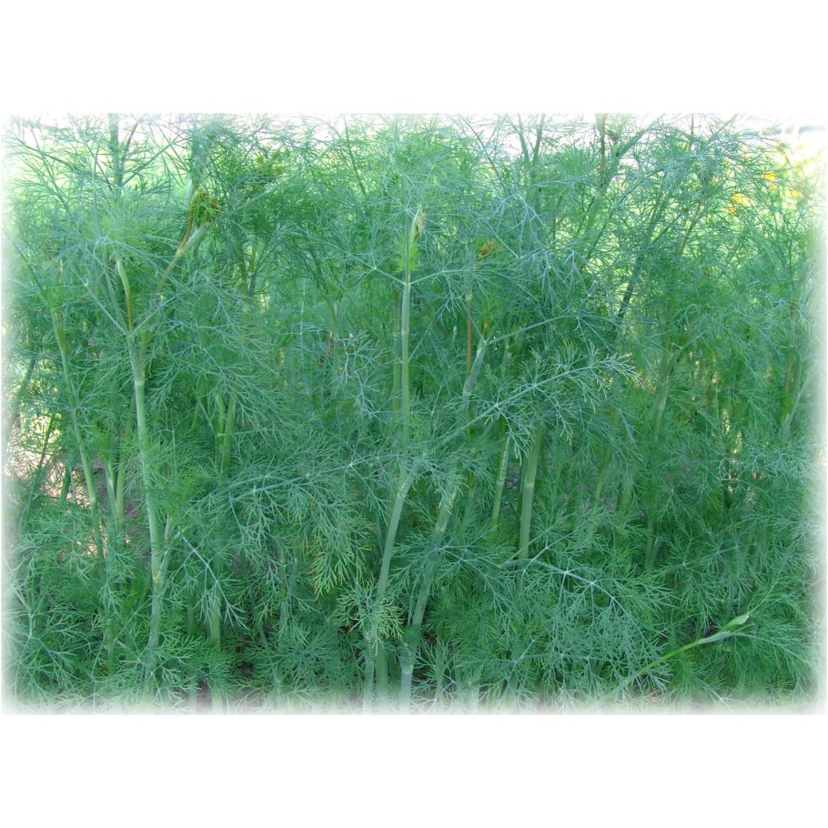 Goldkrone укроп