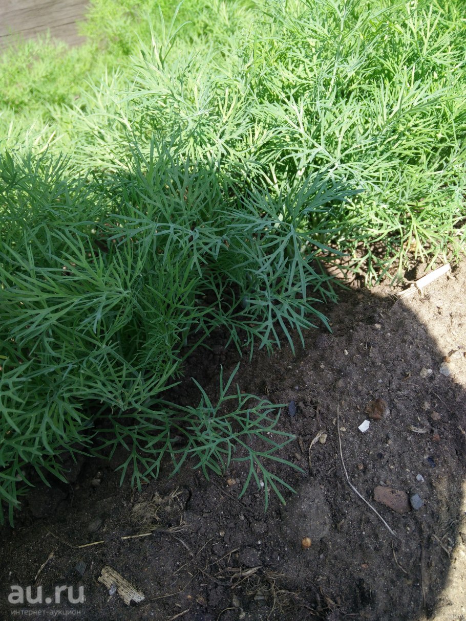 Укроп зеленый пучок