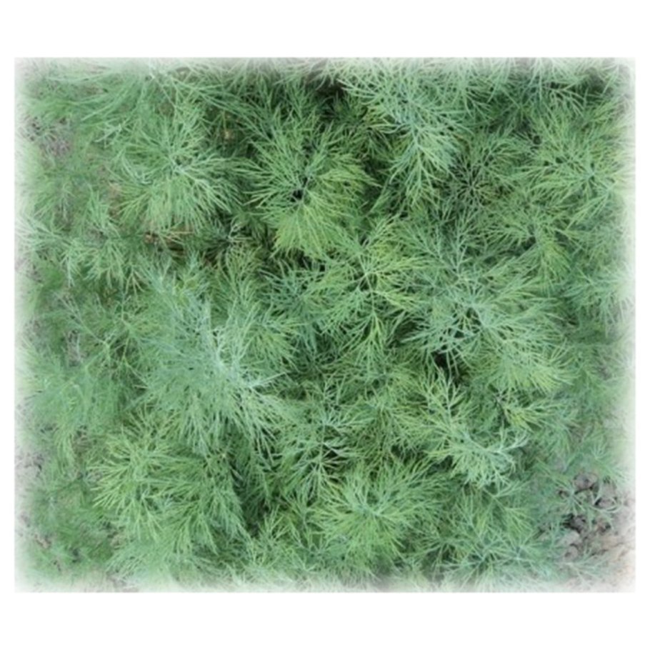 Укроп Алмаз