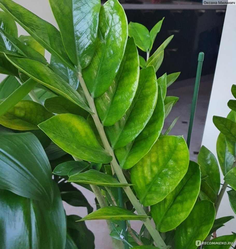 Лист замиокулькаса на белом фоне