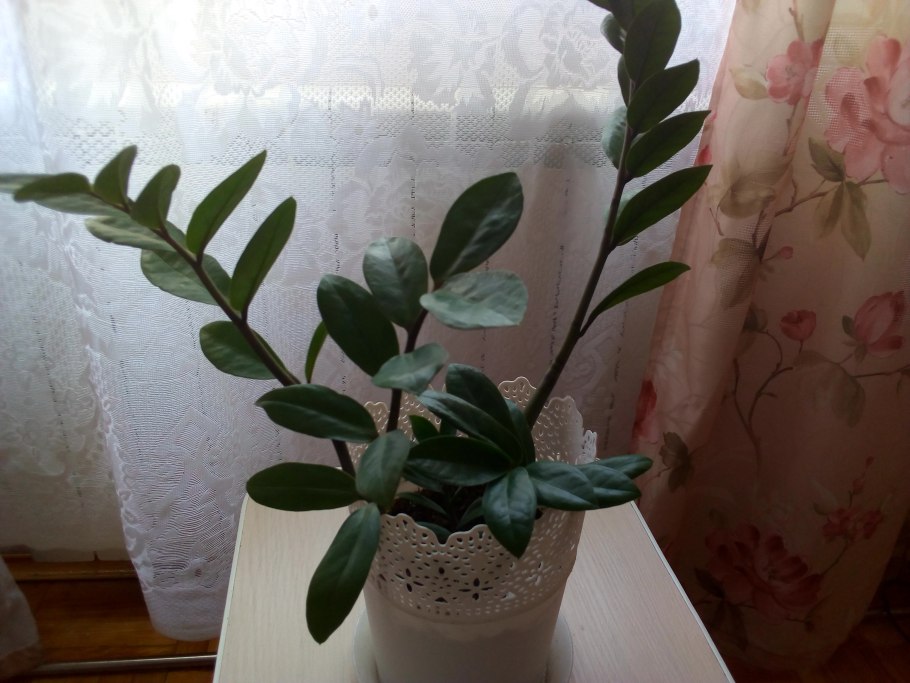 Замиокулькас папоротник