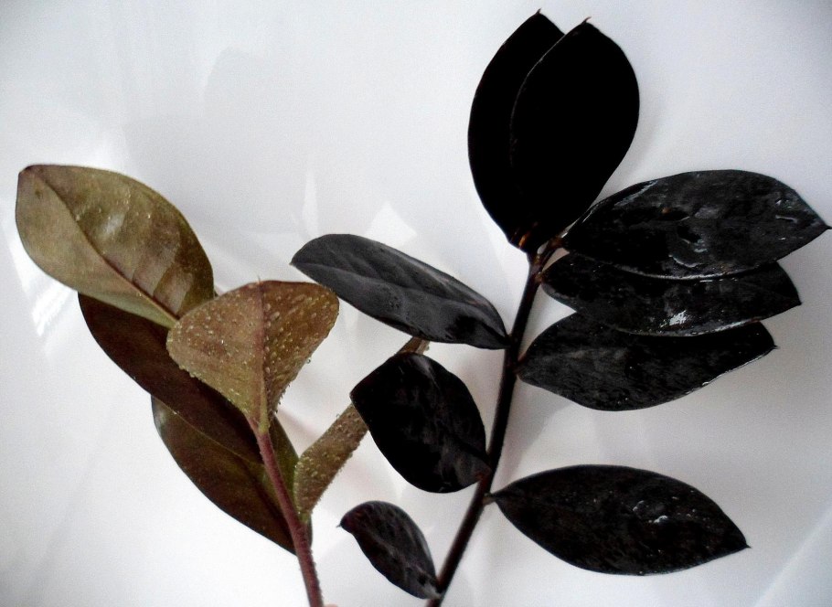 Замиокулькас желтеют листья