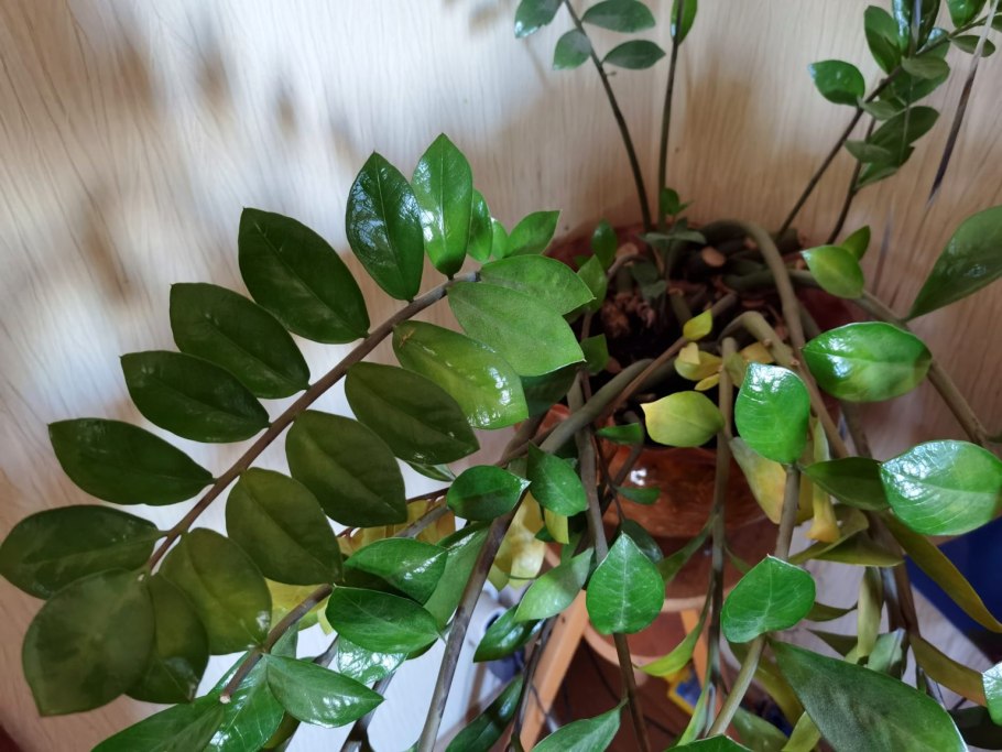 Замиокулькас с круглыми листьями