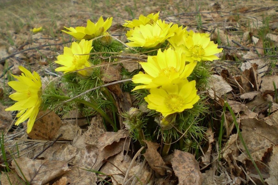 Адонис цветок Лесной