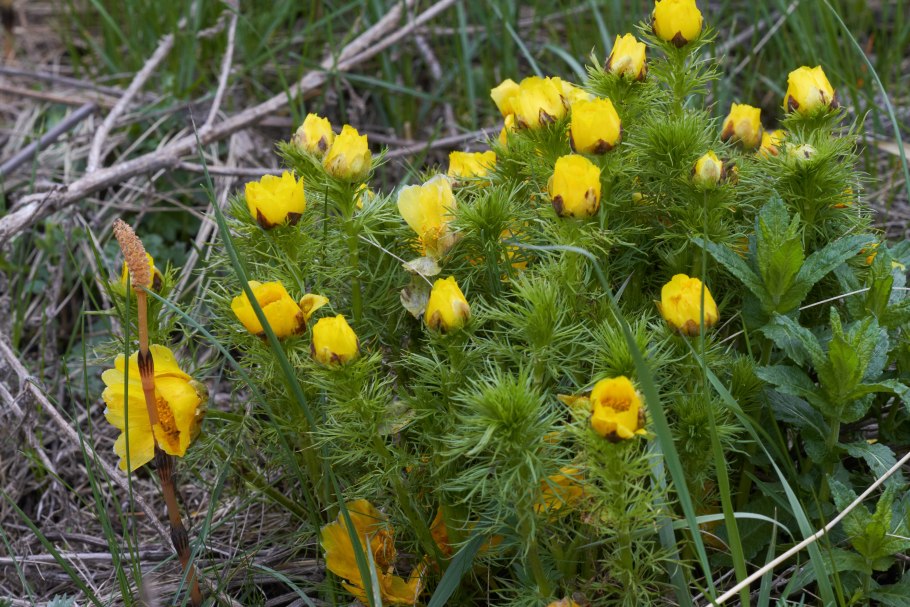 Адонис весенний (горицвет весенний)