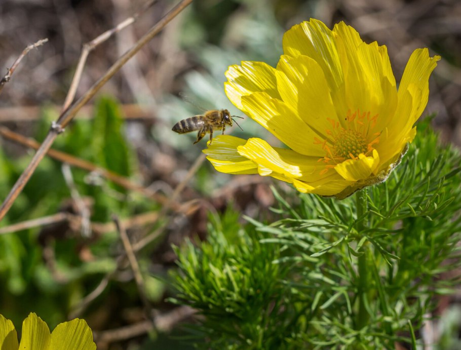 Первоцвет стародубки