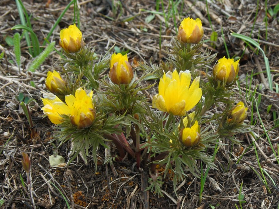 Пазник растение