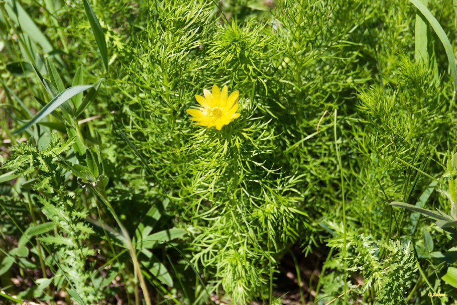 Адонис весенний (Adonis vernalis)