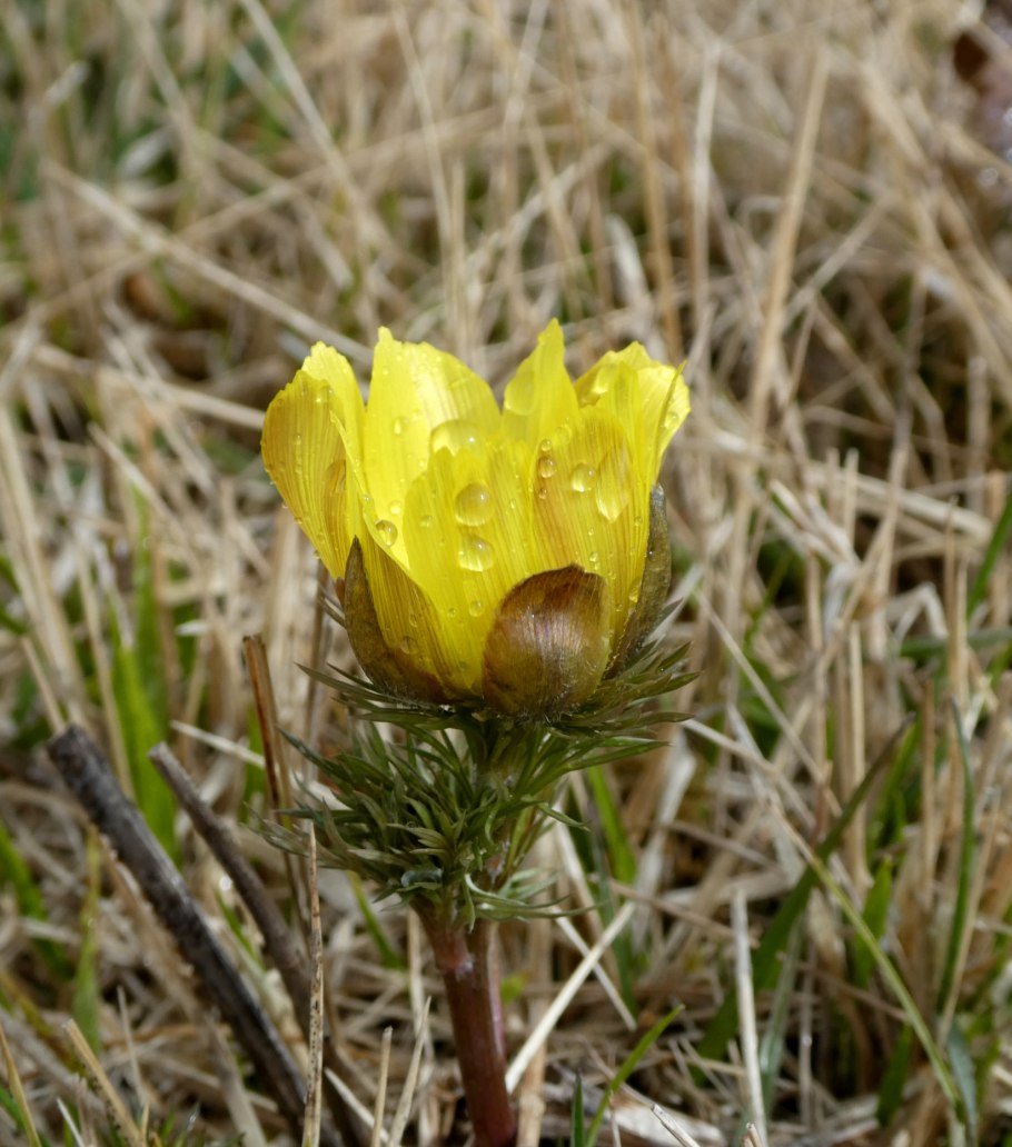 Адонис весенний черешок