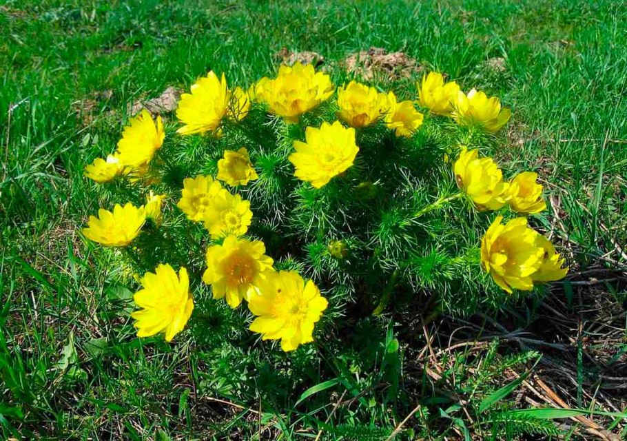 Горицвет весенний (Adonis vernalis)