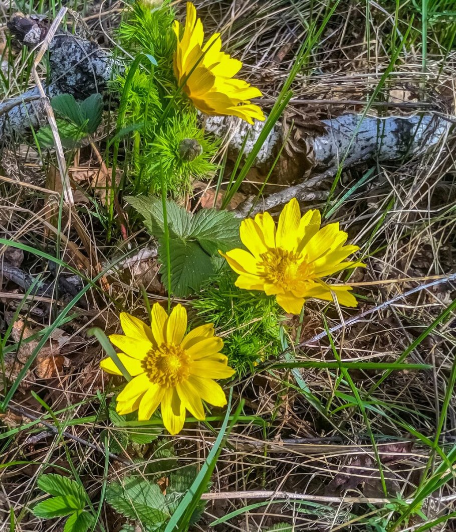 Хризантема горицвет
