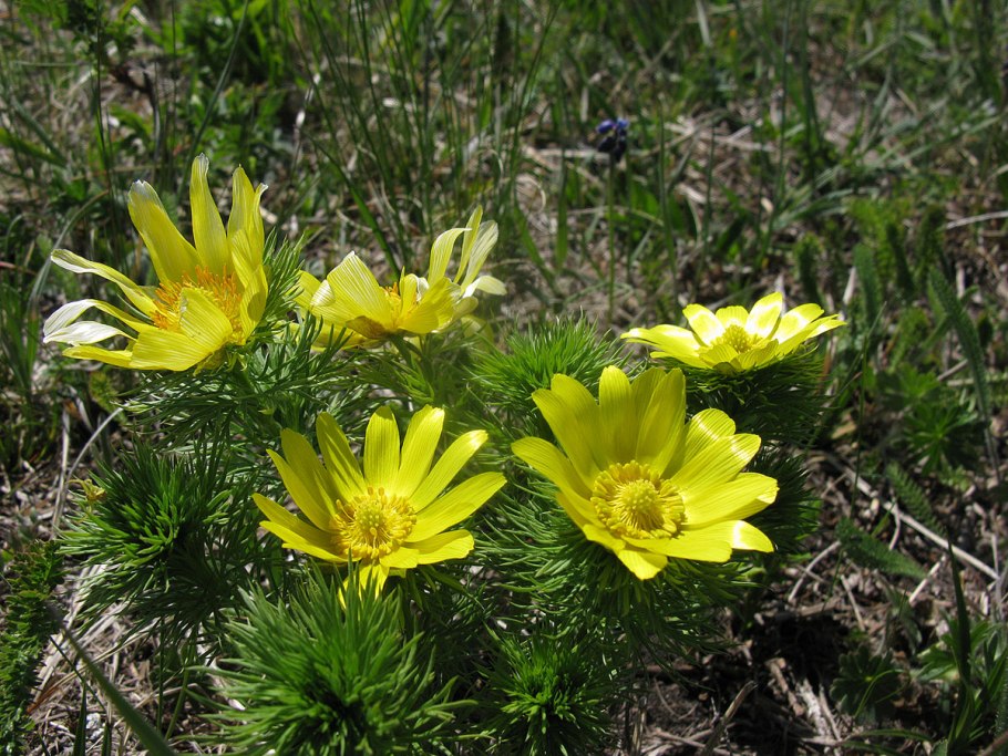 Адонис весенний горицвет описание