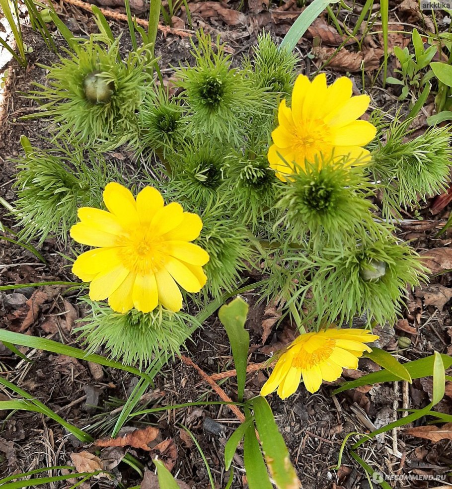 Краснокнижные первоцветы Югры