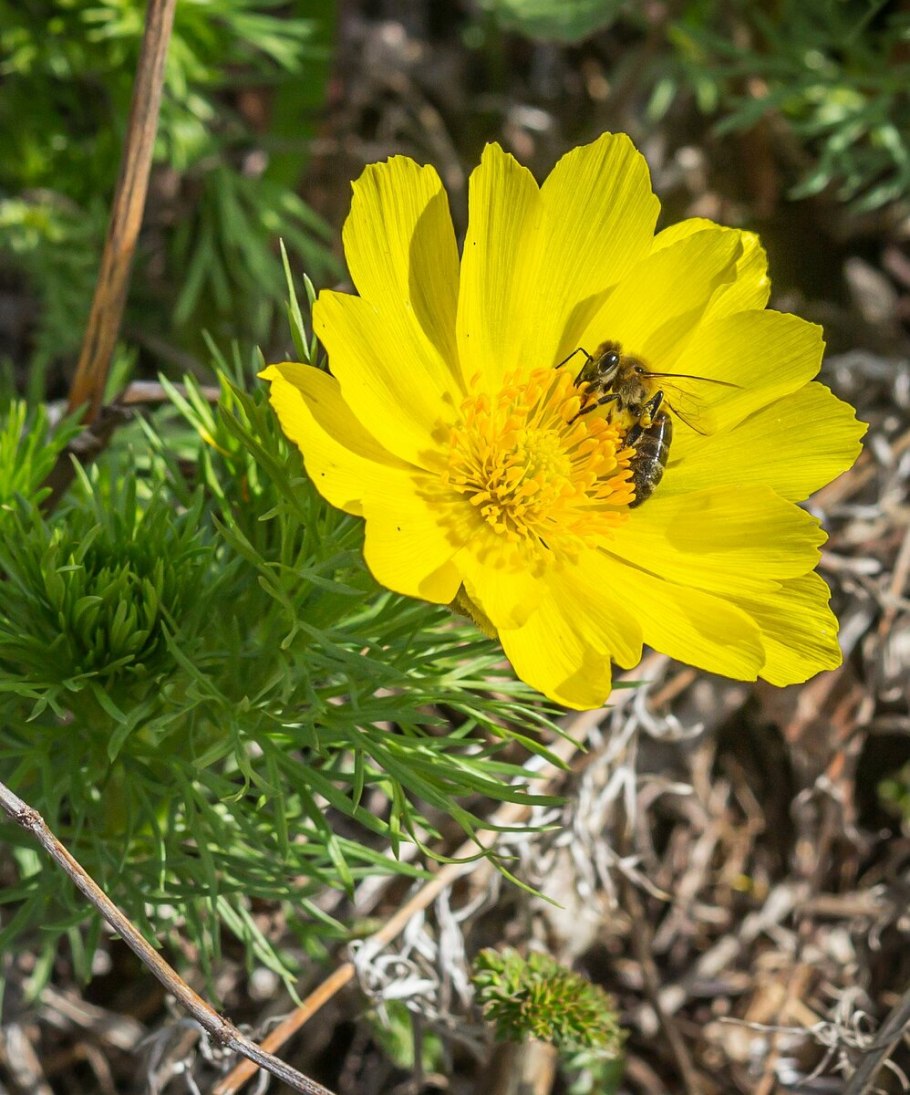 Адонис Волжский растение
