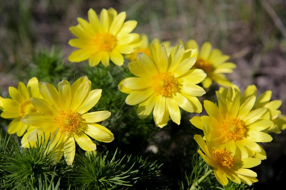 Адонис весенний (Adonis vernalis)