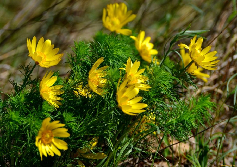 Адонис весенний - Adonis vernalis l.