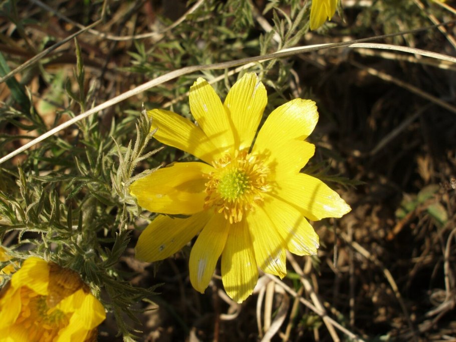 Лютик адонис