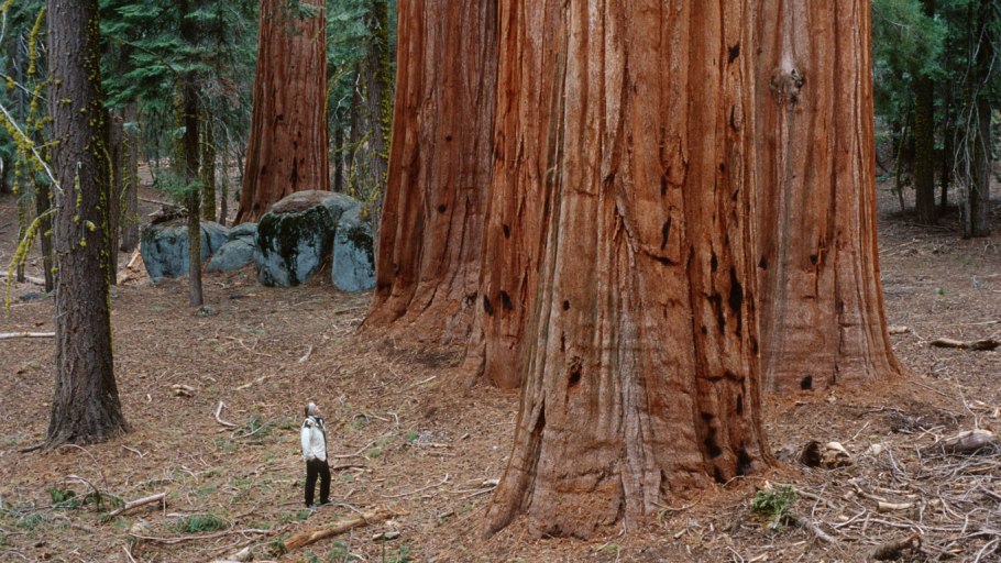 Национальные парки Секвойя и Кингс-каньон