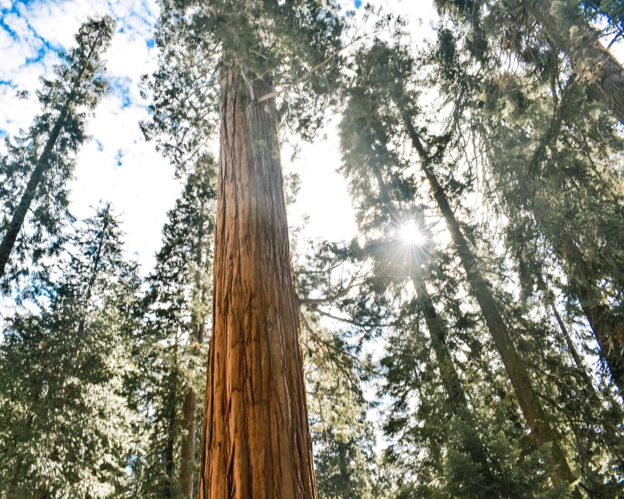Десятилетняя Секвойя