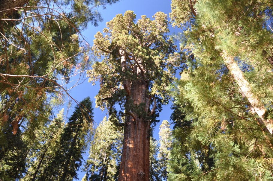Секвойядендрон гигантский в средней полосе
