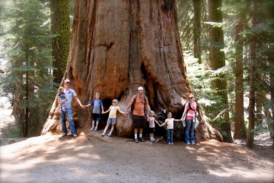 Орехи секвойи