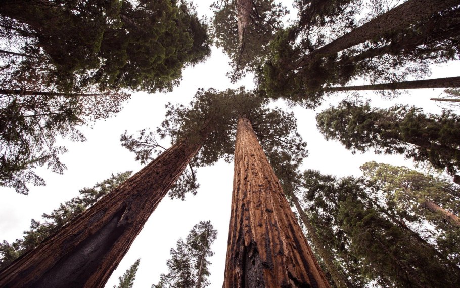 Растения Северной Америки Секвойя