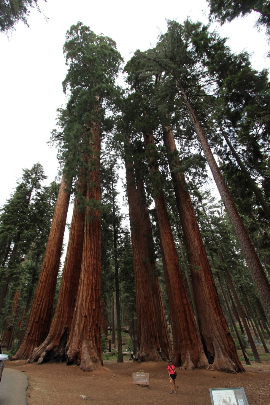 Кафедральная роща: Британская Колумбия