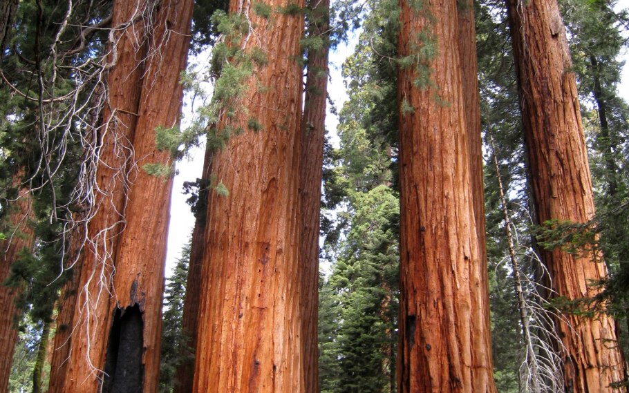 Семена секвойи гигантской