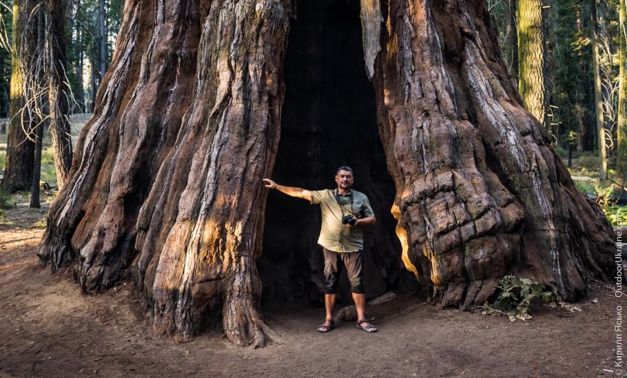 Дерево Рэдвуд