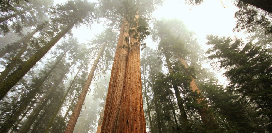 Джонни Секвойя 18