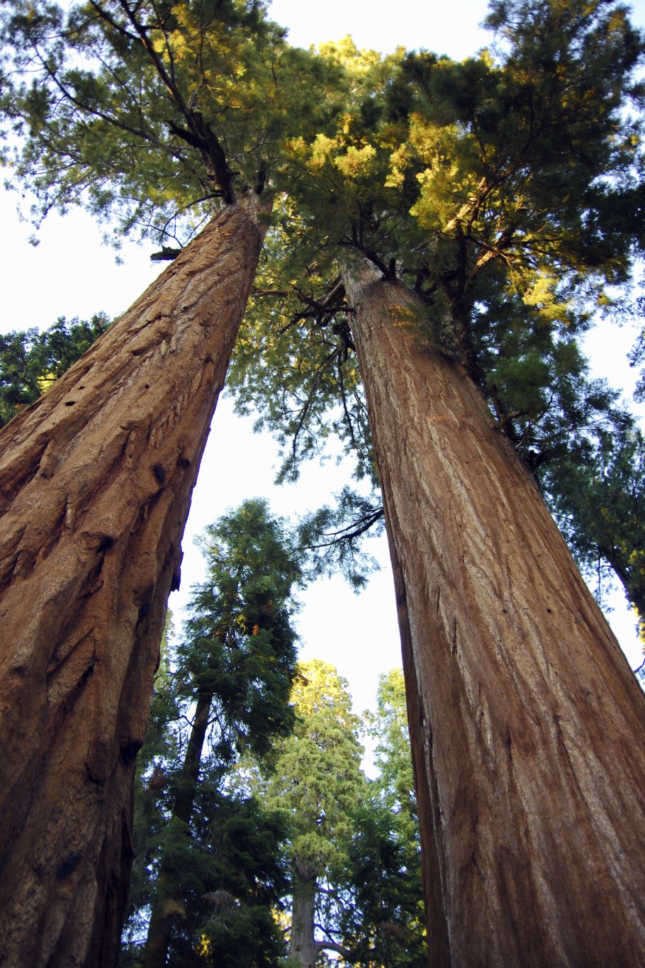 Секвойя ареал