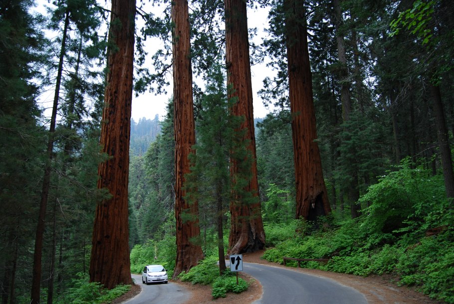 Секвойя вечнозеленая кора