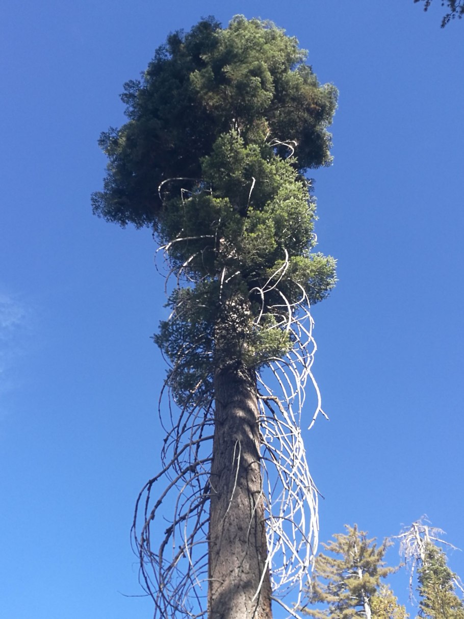 Секвойя на белом фоне