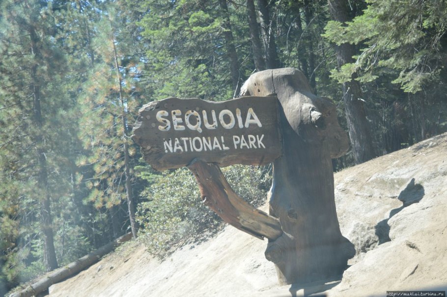 Любить тебя СЕКВОЙНАЯ роща