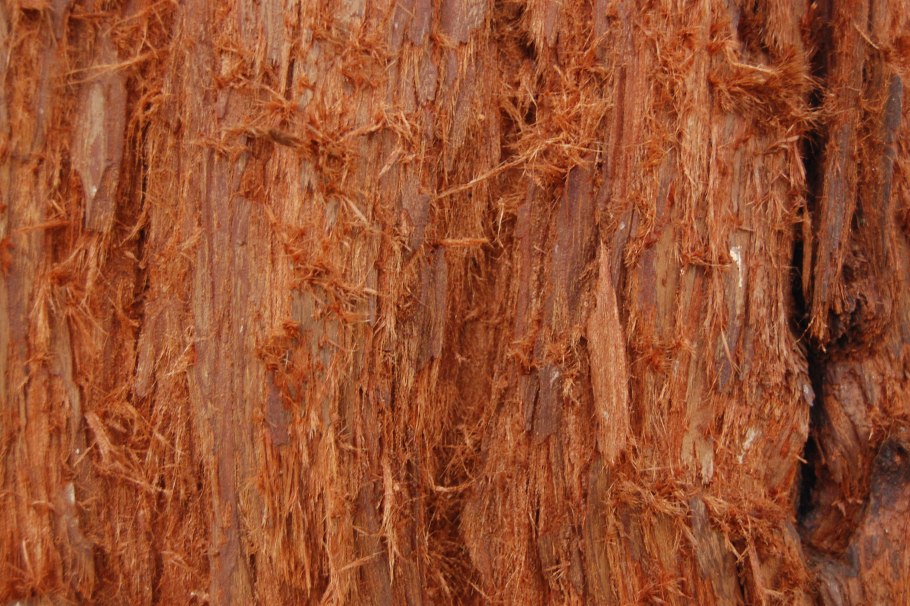 Старая Секвойя мультфильм 1945