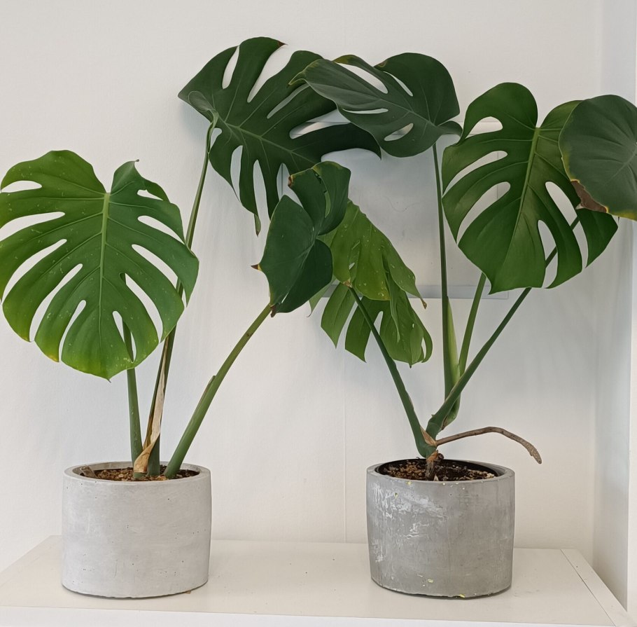 Monstera dubia