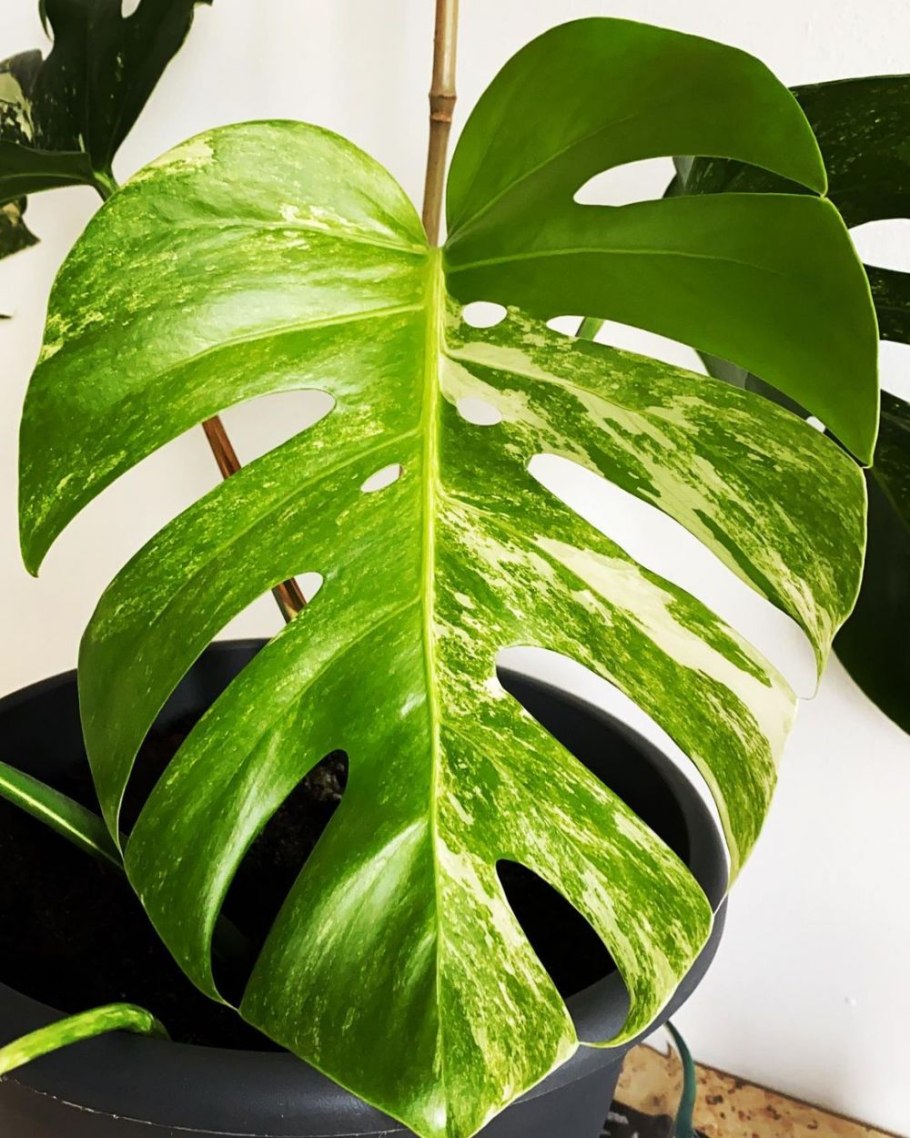 Монстера дубиа