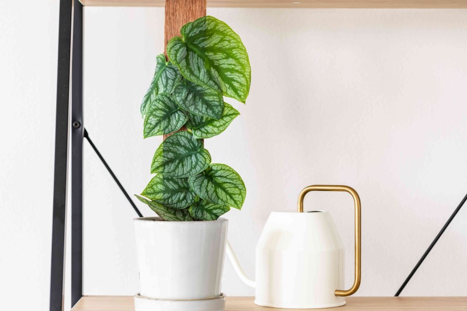 Филодендрон Тропикал Грин