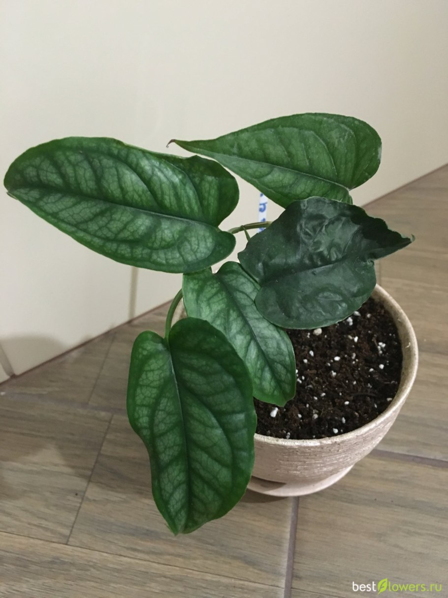 Монстера Делициоза молодая