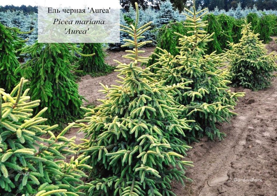 National Tree Company Evergreen 0.61