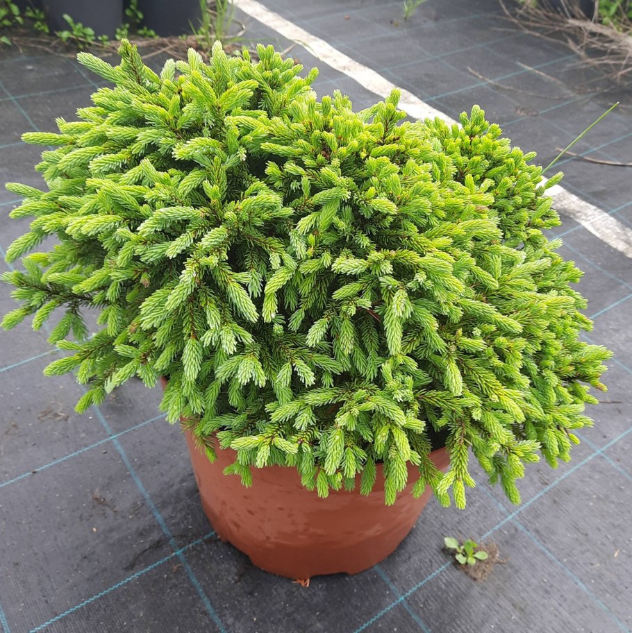 Ель черная Нана