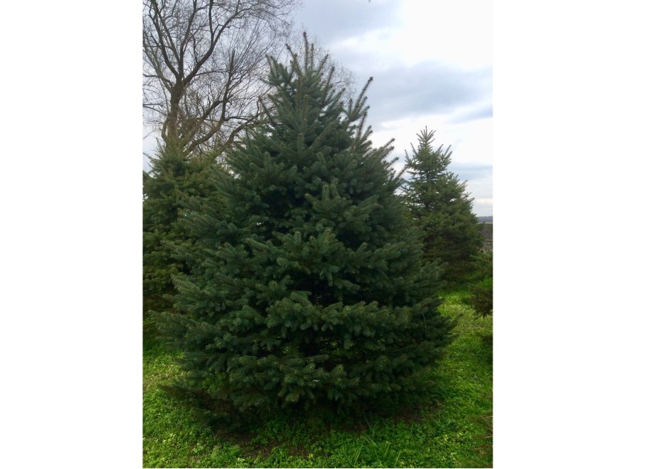 Ель черная Picea Mariana