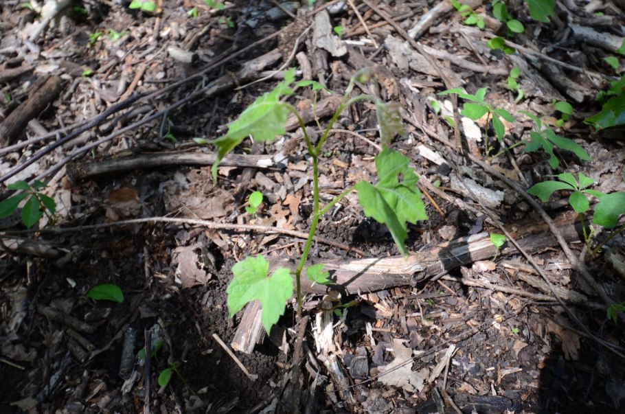 Мульчировать девичий виноград