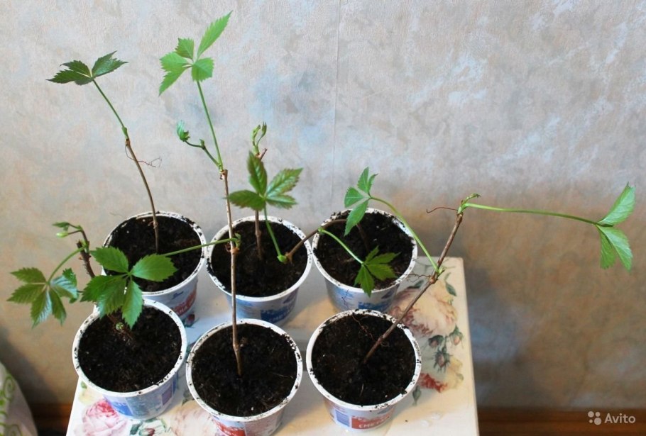 Девичий виноград ростки