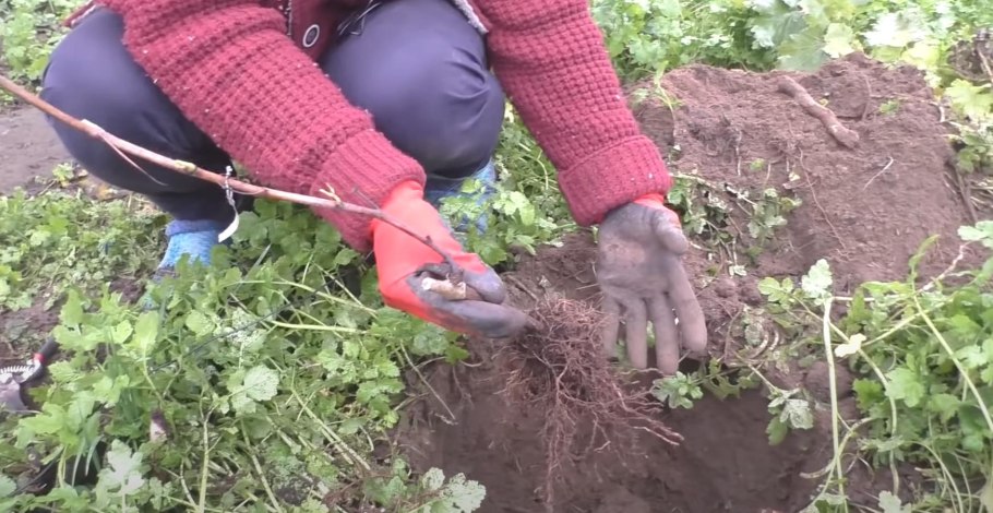 Девичий виноград черенки